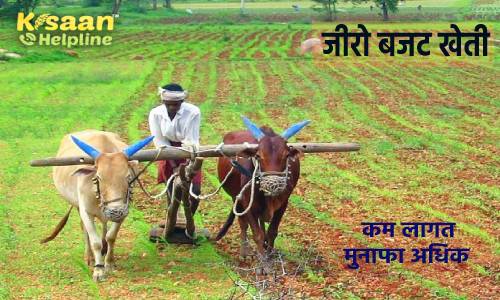 जीरो बजट फार्मिंग: किसानों के लिए फायदेमंद, कम लागत, अधिक मुनाफा और अच्छी पैदावार 